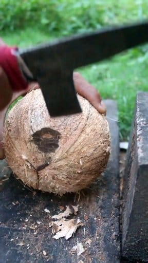 1.6M views · 3.4K reactions | Top skill to remove coconut from its shell #coconut #satisfying | Handika Amiranto | Facebook