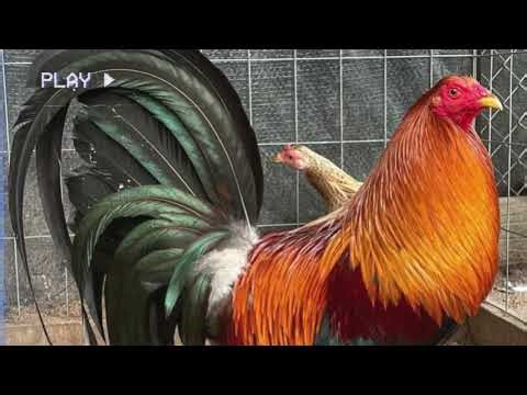 5 Gamefowl Breeds Best to Cross with Radio Gamefowl | Breeding Traits Explained