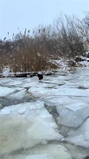 Meet and greet? On winter mornings in the Danube Delta, that phrase takes on a different temperature entirely. The canals are skinned with ice, cracked like a dropped mirror, and the fishermen come home slow and stiff, boats coughing gas breath into the cold. She appears then, one cat, not a committee. Black as damp peat, freckled with brown like old rust, a negligent splash of white on her chest as if fate lost focus for a second. She does not run. She calculates. One ice plate, then the next.