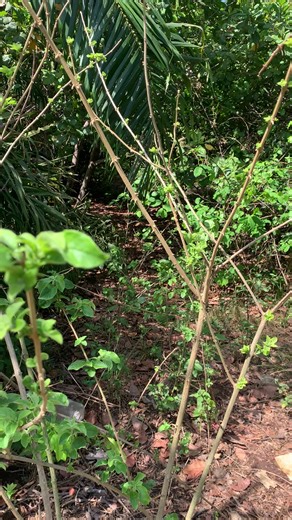 #creatorsearchinsights