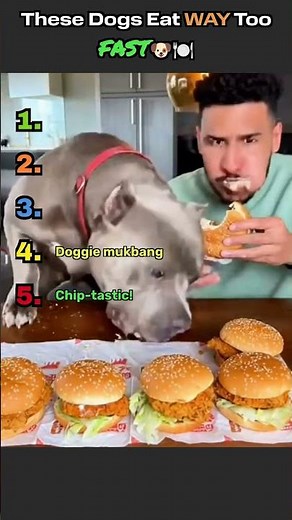 These Dogs Eat WAY Too Fast 🐶🍽️ #funnyanimals #funnypets #memes