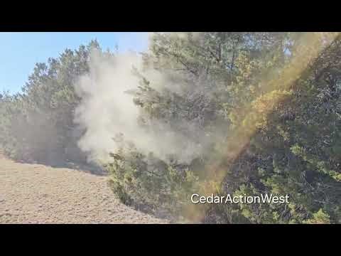 Insane CEDAR POLLEN EXPLOSION TEXAS