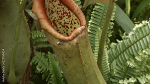 Tropical Pitcher Plant (Nepenthes sp.). Insects fall off the slippery lip and are digested in the fluid within the pitcher.