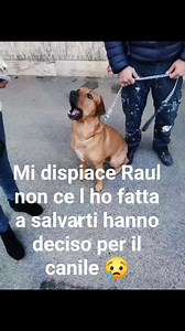 18 shares | Roma  Sono disperata, gli adottanti di Raul...