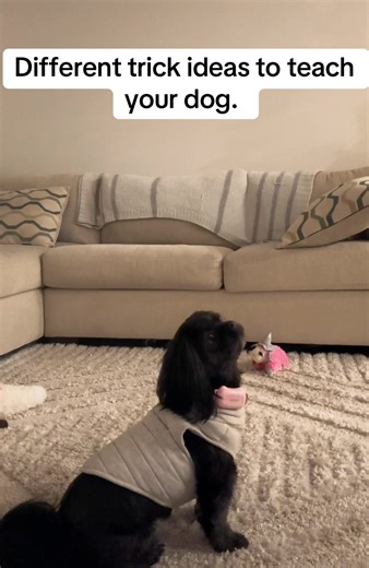 Showing off some of Peachy’s tricks. #shihtzu #dogsoftiktok #fyp | Dog Tricks