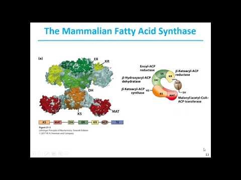 Lipid Biosynthesis-Chapter-21-Lecture 1