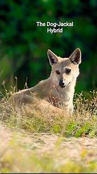 കുറുനരിയും നായയും തമ്മിൽ !!! 🐕 About The Dog-Jackal Hybrid🐕 Indian Jackal,Jackal-Dog Hybrid