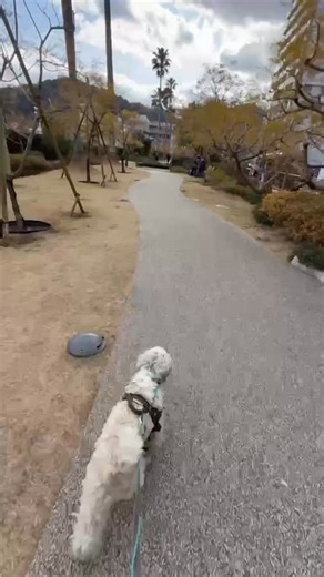 熱海ペットホテル・トリミングサロン|熱海温泉わんこのお宿 ONE&Co.(ワンコ) on Instagram: "モコちゃんぽ🚶‍♂️‍➡️ 🐶🐶🐶🐶🐶🐶🐶🐶🐶 熱海温泉わんこのお宿ONE&Co.はアクセスの良い熱海の中心部（135号線国道沿い）にあるフリーケージ・24時間スタッフ常駐・室内ドッグラン併設のペットホテル・トリミングサロンです。 スタッフ全員がペットの救命救急法、ペットの救急救助員、日本ライフセービング協会ライフセーバー資格を所持しています。 その他ペットマッサージセラピスト、動物理学リハビリ国際協会認定プラクティショナーなどの資格をもち専門的知識を有したスタッフが愛犬ちゃんのお世話をさせていただきます。 ▼お問合せ・申込みはLINEが便利▼ LINE 🆔 @oneco #熱海ペットホテル #熱海トリミングサロン #熱海ペット一時預かり"