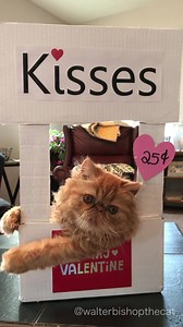 98K views · 661 reactions | Business has been a little slow so we opened up a another kissing booth and put our little brother to work! Pint-sized kisses for a quarter...pucker up peeps!  #kittenvideo #kissingbooth #valentinesday #persiankitten | Walter Bishop the Cat | Facebook
