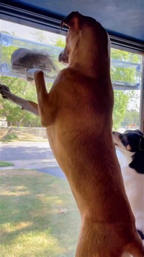 The squenemy has developed the power of flight #squirreltok #birdfeed... | Robert Finch