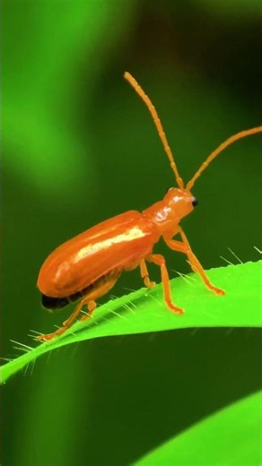 extreme closeup macro videography by vivo x300 pro #insects #macroperfection #macroshots #wildlife