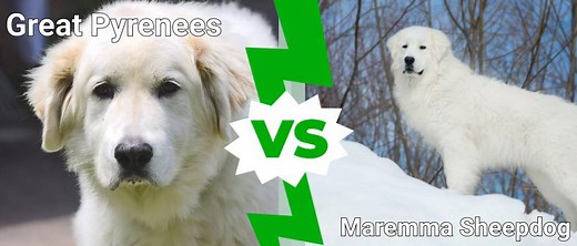 Maremma Sheepdog Vs Great Pyrenees: Top Key Differences