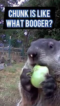 Food before giving a dang! 🤣 • • #booger #nocares #sowhat #likeicare #meh #toofunny #cmonman #dididothat #foreal #cuteanimals #chunk #groundhog #fyp #boogers #animalsdoingthings #oc | Chunk The Groundhog