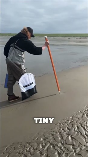 How Clams Are Found and Harvested Using Sand Vibrations #shorts