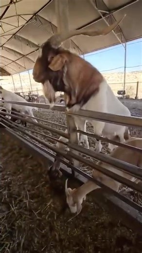A goat farm in southern Israel #israel #israelwalking