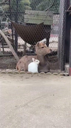 動物と動物がみんなで過ごす世界へ「どやちとシラタマ」#ニホンジカ #カイウサギ