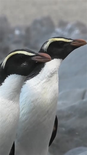 These penguins have the best hair! - Fiordland Crested penguin/Tāwaki