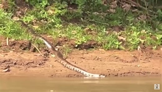 15K views · 227 reactions | Surucucu do pantanal as margens do rio Espécie: Hydrodynastes giga Enviado por @Cangaçeiros Da Pesca (Edy Carlos e francisca) Data: 23/10/25 Local: Orindiuva SP (Rio turvo) Video cedido para uso exclusivo do Biólogo Henrique | Biólogo Henrique o Biólogo das Cobras | Facebook