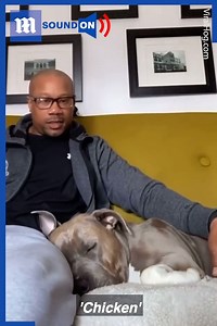 11M views · 256K reactions | Just say the magic words and this dog wakes right up!  via ViralHog | Daily Mail Video | Facebook