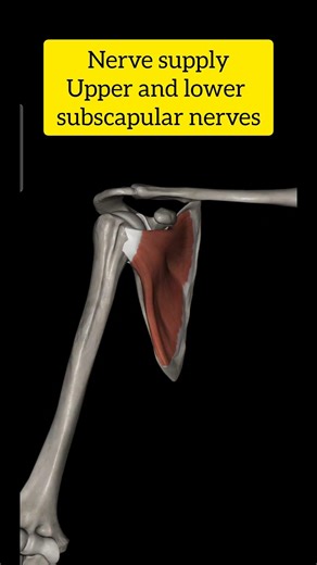 Subscapularis muscle anatomy