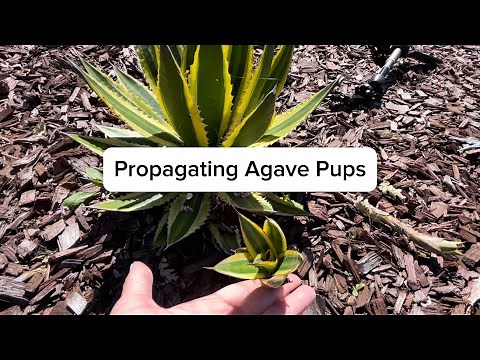 How to Propagate Agave Pups