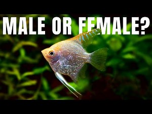 How To Tell If An Angelfish Is Male Or Female - The Differences!
