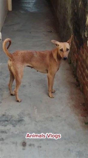 நான் நிக்கமாட்டான் 😂 #animal #funny #cuteanimals #funnyanimals #funnyvideos #animals #shortvideo