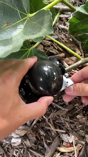 158K views · 4.5K reactions | Our tree cloning experiment WORKED! We...