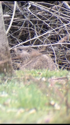 Groundhog Creature Report! #wildlife #birds #nature #fishing #animals #wildanimals #birdwatching