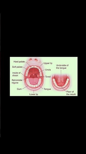 Parts of Human mouth