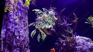 Leafy Seadragon (Phycodurus eques) swims in a saltwater aquarium