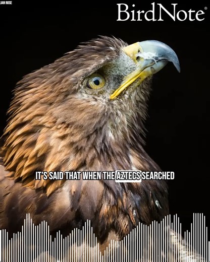 The Golden Eagle is a bird of epic proportions not only for their impressive size but also for the many legends they’ve inspired across human history. They are one of the largest eagles in the world with a wingspan of more than 7 feet. When the Aztecs saw a golden eagle devouring a serpent atop a cactus, they knew they had found their promised land. Today, that powerful raptor graces Mexico’s national shield. In fact, the Golden Eagle appears on the flags and emblems of several countries includi