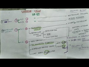 Cardiac Cycle Physiology | Chart | The Charsi of Medical Literature