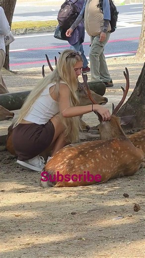 奈良の鹿はなぜこんなに懐っこいの？ 🦌| Nara Park Japan​#NaraPark #JapanTravel #NaraDeer #Japan #JapanDiaries #Deer