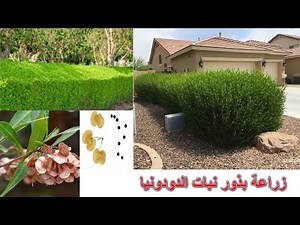 زراعة بذور نبات الدودونيا ...من أجمل نباتات الأسيجة ويتحمل الظروف الصعبة
