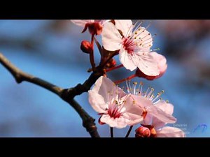 GIOVANNI MARRADI - Renaissance (Album Romantico)