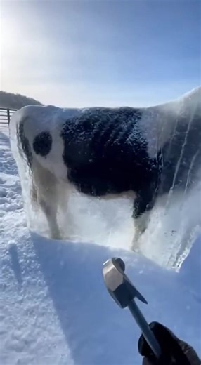 Frozen Cows Come Back to Life in Hilarious Moment