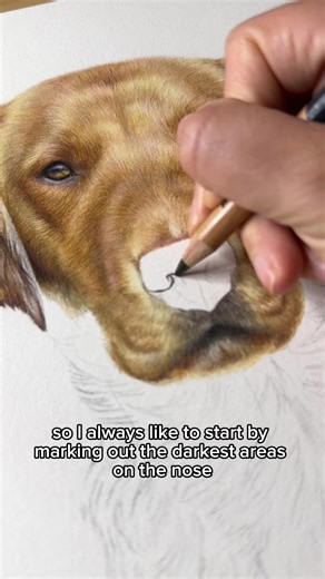 Working on Nellie the Golden labs nose✍🏼😊 #labrador #goldenlabrador #dogart #dogportrait