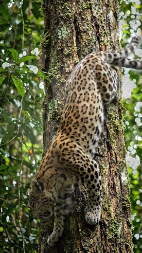 Gravity? Never Heard of Her. (Clouded Leopard's Impossible Descent)