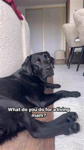 Wish we could trade places 😂 #dogsofinstagram #labradorretriever #labradorpuppy #puppylife #blacklabrador #labrador #dogs #funnydogs #cutedogs #fblifestyle | Lisa The Black Lab