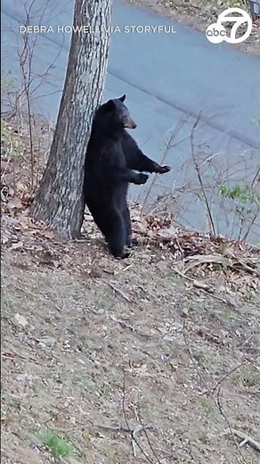 Bear thoroughly enjoys scratching its back on a tree