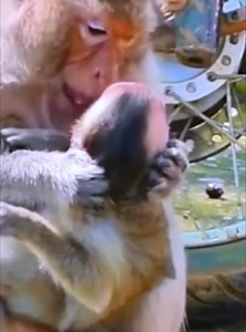 How is mom stopped milk! Poor baby monkey can't to survival by self try to got nursing from mom | Monkey Video