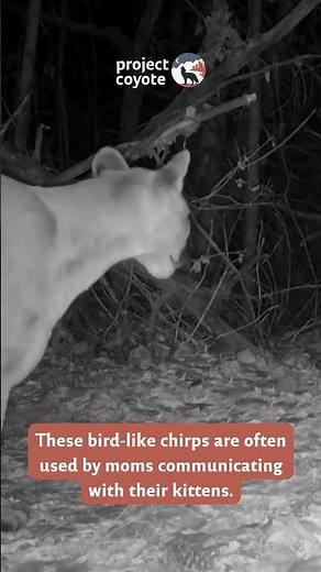 Have You Ever Wondered What a Mountain Lion Sounds Like?