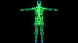 3D Illustration Concept of Human Internal System Lymph Nodes Anatomy