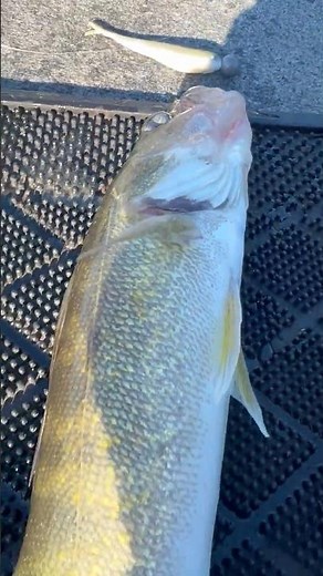 🥶 Cold and Deep Water Jigging Technique for Walleye