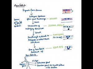 EMBRYOLOGY OF SKIN/ DEVELOPMENT OF SKIN MADE EASY BY ‪@dr.medicinerx‬ #subscribe