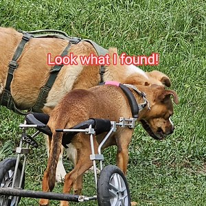 15K views · 1.1K reactions | You know how it is with our paralyzed boy! #emotionalrescuedogs #rescue #specialneedsdogs | Emotional Rescue LLC | Facebook