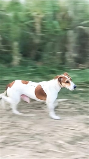 a robot dog video #cyborg