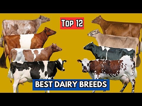 Top 12 Best Dairy Breeds for Maximum Milk Production