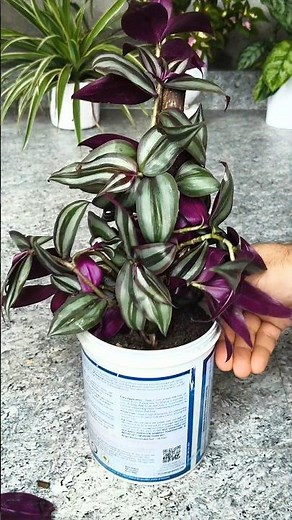 wandering jew plant । DIY wandering Jew Plant #wanderingjew #plants #plant #shorts #gardening